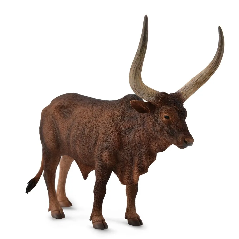 Ankole Watusi Bull