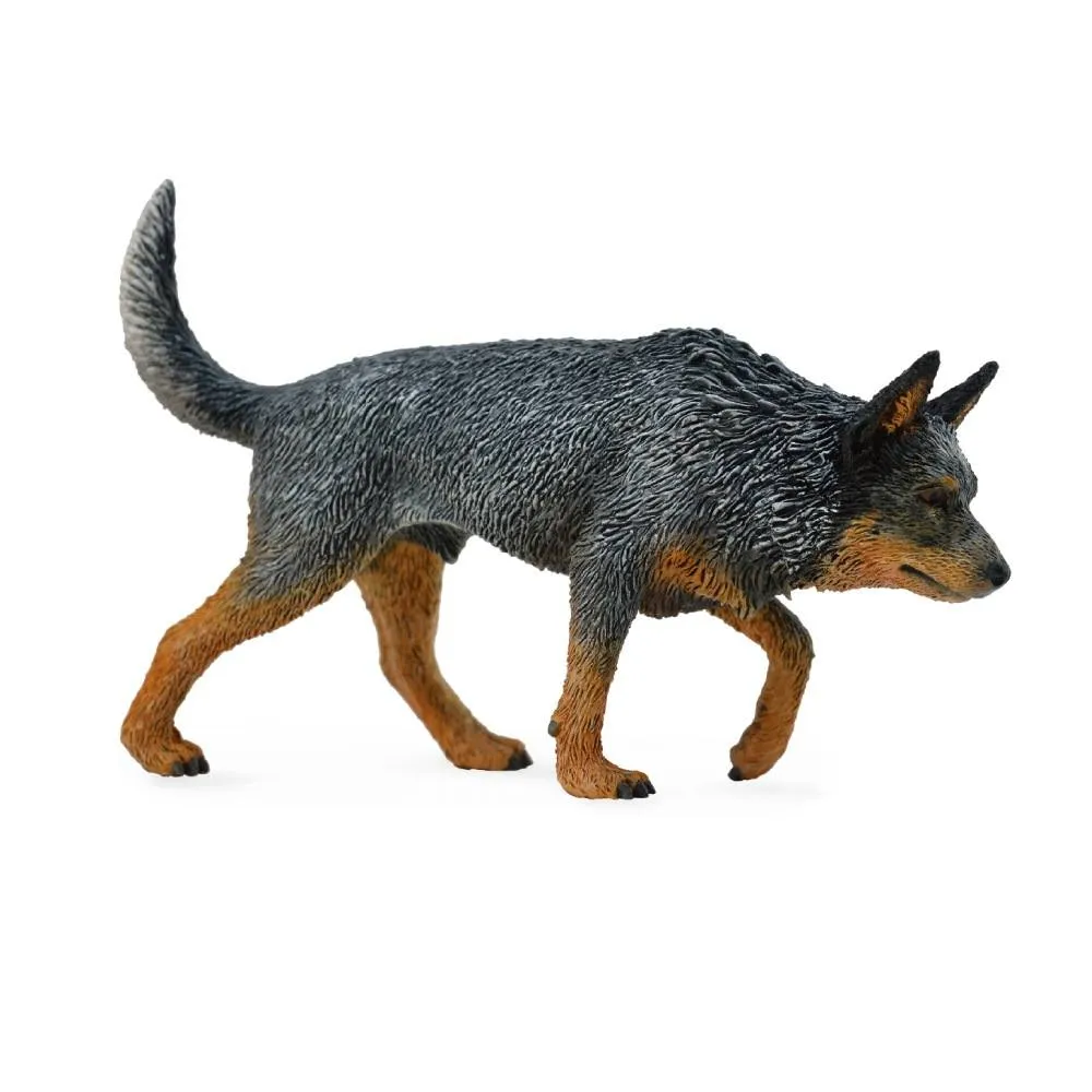 Australian Cattle Dog