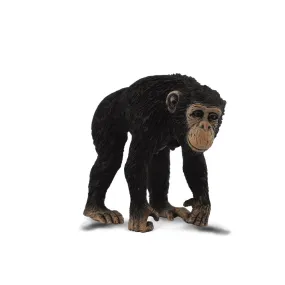 Chimpanzee Female