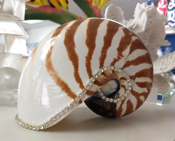 Neptune's Jewels Crystal Shell Collection Tiger Nautilus