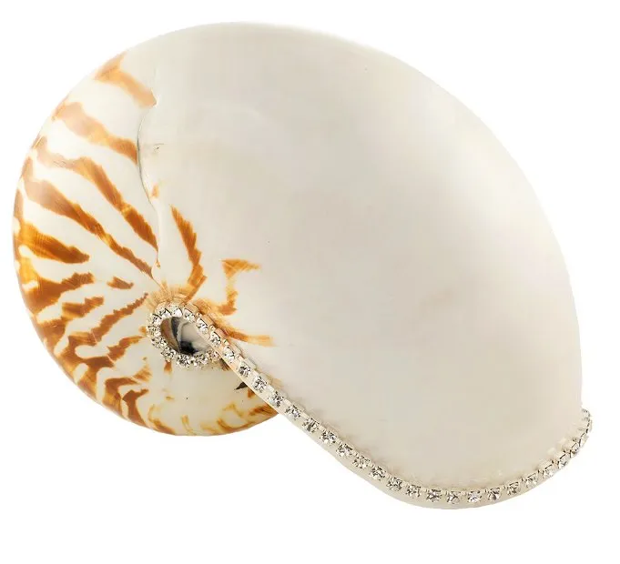 Neptune's Jewels Crystal Shell Collection Tiger Nautilus