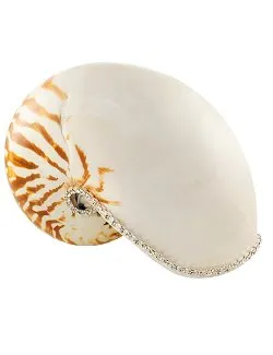 Neptune's Jewels Crystal Shell Collection Tiger Nautilus